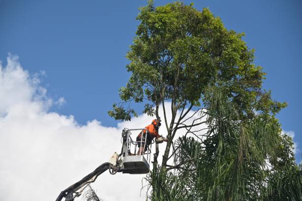 Trusted New Castle, PA Tree Services Experts